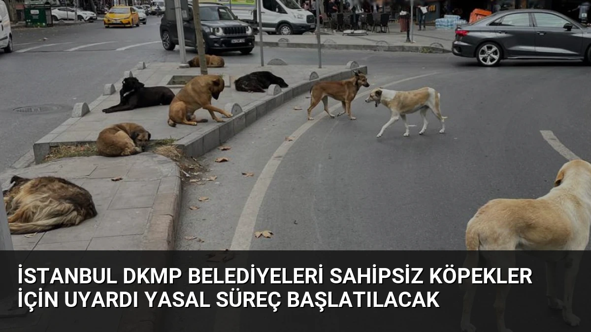 İstanbul DKMP Belediyeleri Sahipsiz Köpekler İçin Uyardı Yasal Süreç Başlatılacak