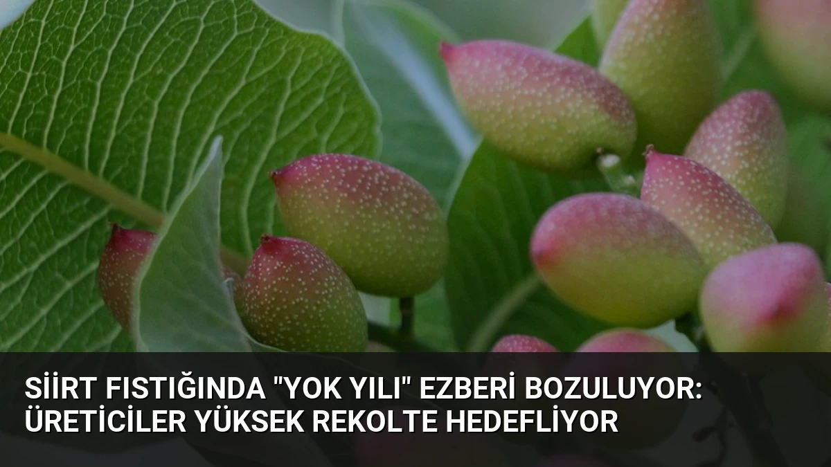 Siirt Fıstığında “Yok Yılı” Ezberi Bozuluyor: Üreticiler Yüksek Rekolte Hedefliyor