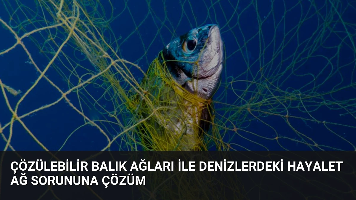 Çözülebilir Balık Ağları İle Denizlerdeki Hayalet Ağ Sorununa Çözüm