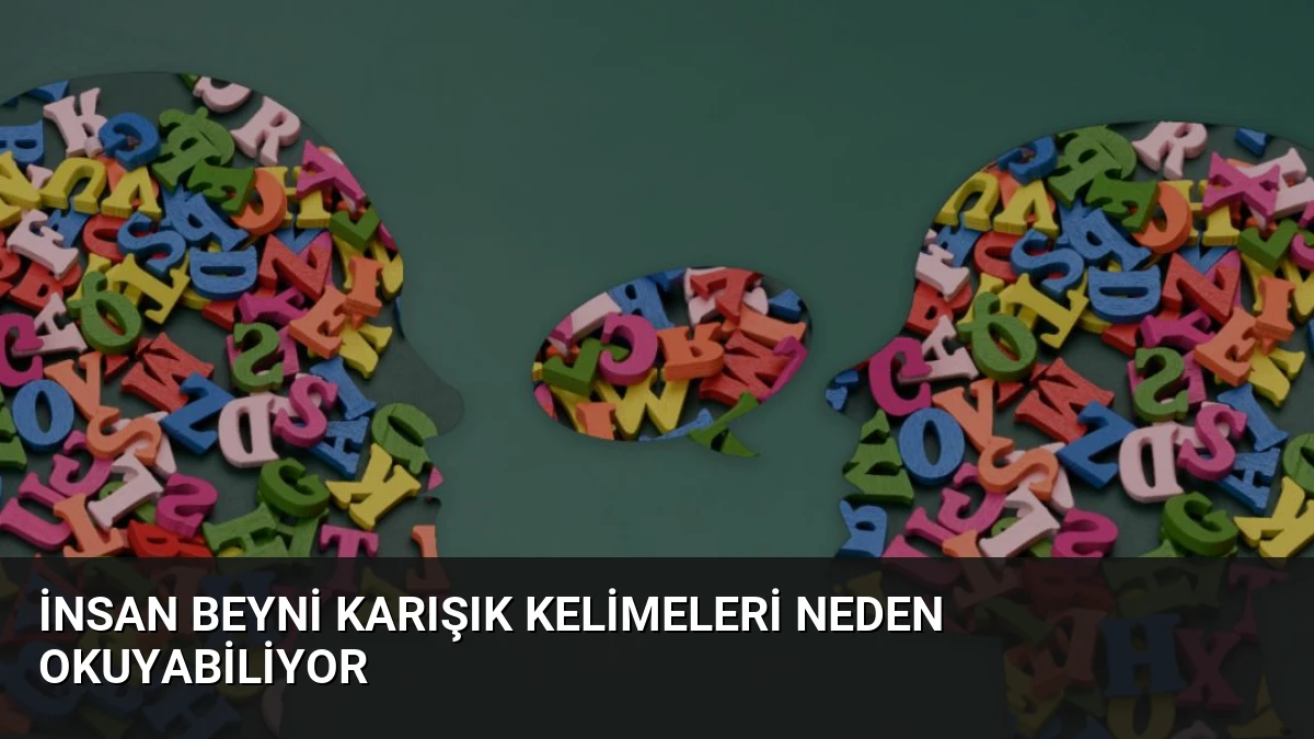 İnsan Beyni Karışık Kelimeleri Neden Okuyabiliyor