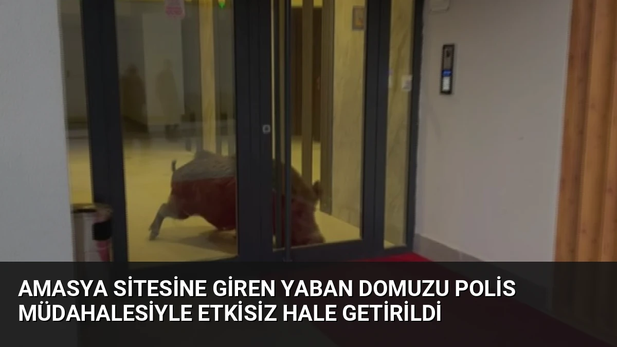 Amasya Sitesine Giren Yaban Domuzu Polis Müdahalesiyle Etkisiz Hale Getirildi