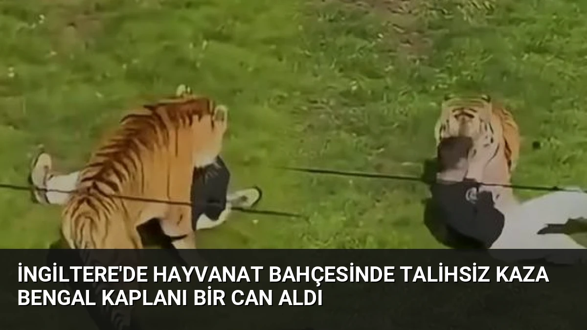 İngiltere’de Hayvanat Bahçesinde Talihsiz Kaza Bengal Kaplanı Bir Can Aldı